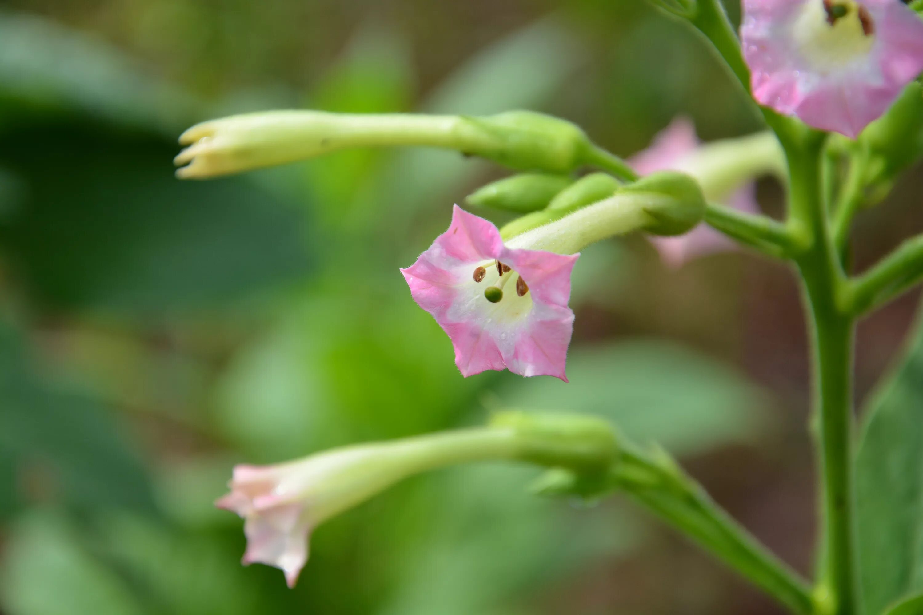 Растение Nicotiana tabacum. Nicotiana langsdorffii. Душистый табак дикий. Табак душистый - Nicotiana tabacum.