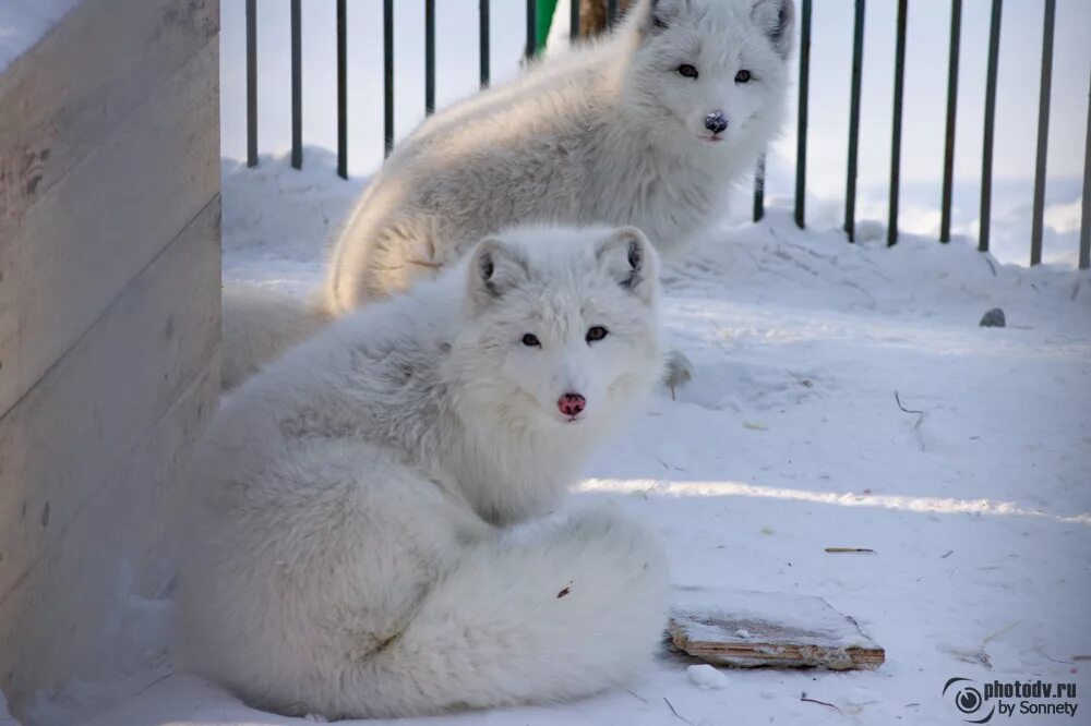 Звероферма норки в россии. Песцовая звероферма. Разведение песцов. Норка пушное звероводство. Песцовая звероферма.