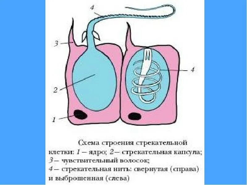 В каком слое находится стрекательная клетка. Схема строения стрекательной клетки. Стрекательные клетки строение клетки. Схема строения стрекательной клетки гидры. Строение стрекательной клетки 7 класс биология.