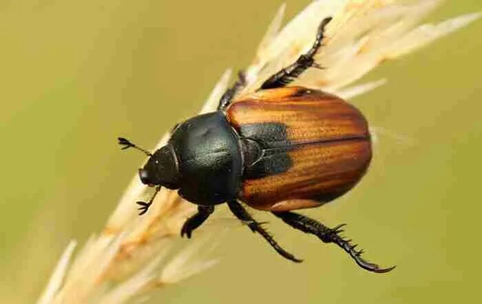 жесткокрылые с желтой спинкой. жук свет. жук листоед гладкий. жук с 6 глазами фото. чернотелка бахчевая.