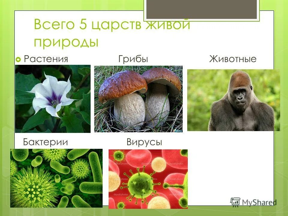 Сколько существует царств природы. Царства живой природы 5 класс биология. Животные растения грибы бактерии вирусы. 5 Царств живой природы.