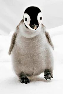 Penguin baby