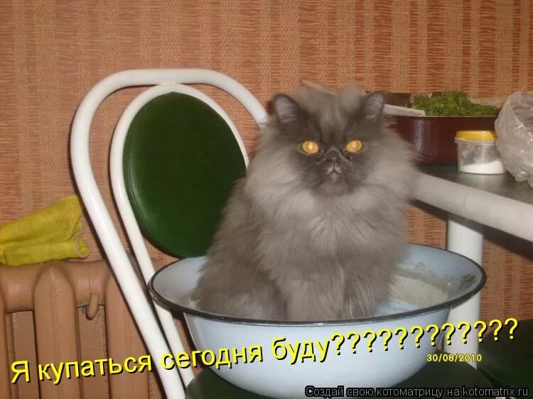 картинка го потрахаемся. мужик в ванне. котоматрица свежак ржака до слёз с надписями. сегодня не моешься. шуточка мем.