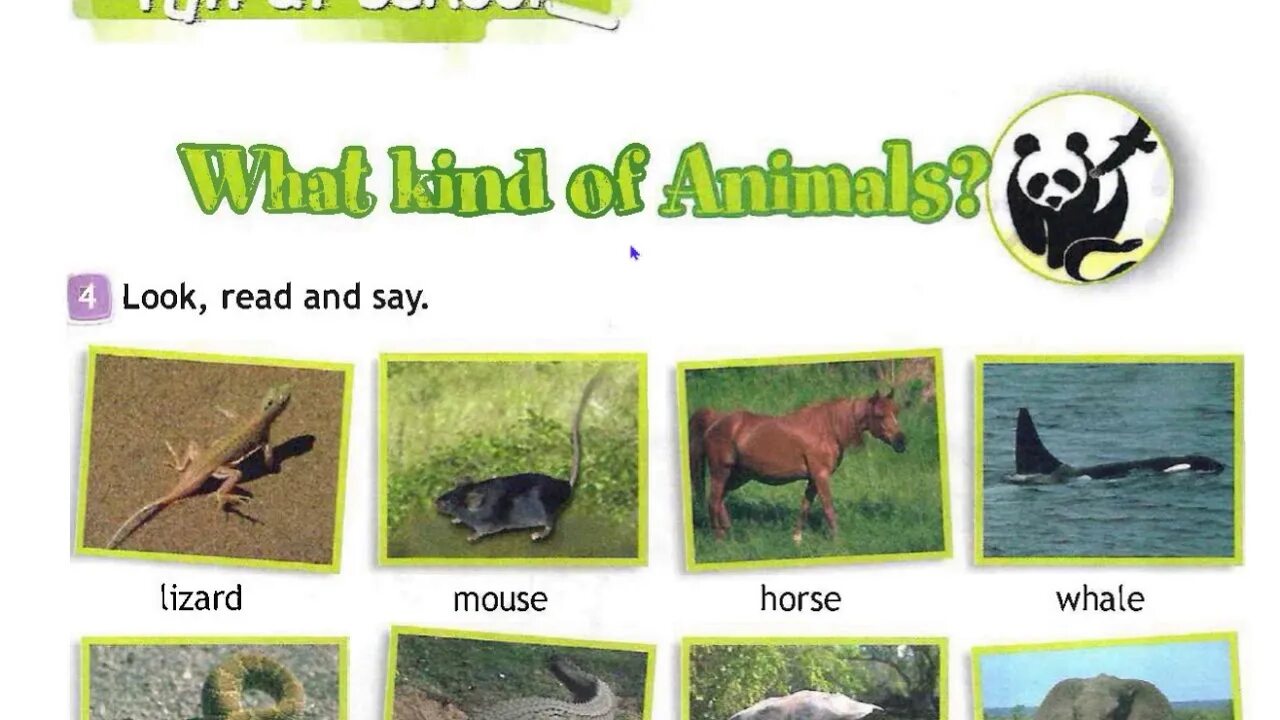 Spotlight 5 module 5 animals. Рептилии на английском языке. Спотлайт животные. Английский язык 3 класс animals. Млекопитающие на английском.
