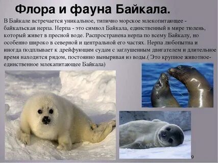 Животный мир озера байкал 6 класс