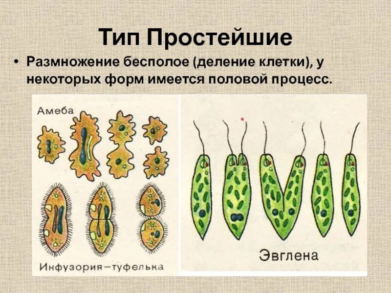 Размножение путем деления. Бесполое размножение деление клетки. тип деления бесполого размножения. простое деление бесполое размножение. способ бесполого размножения деление клетки.