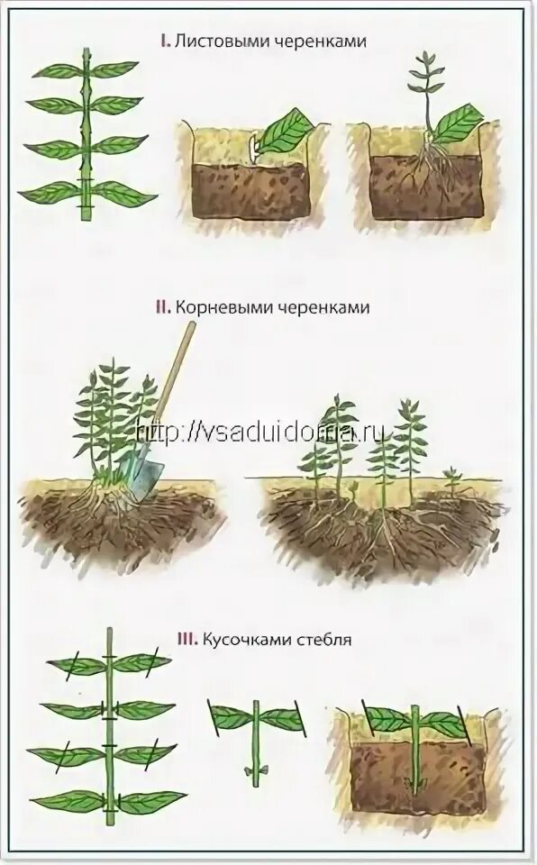 Размножение флоксов черенками летом самый