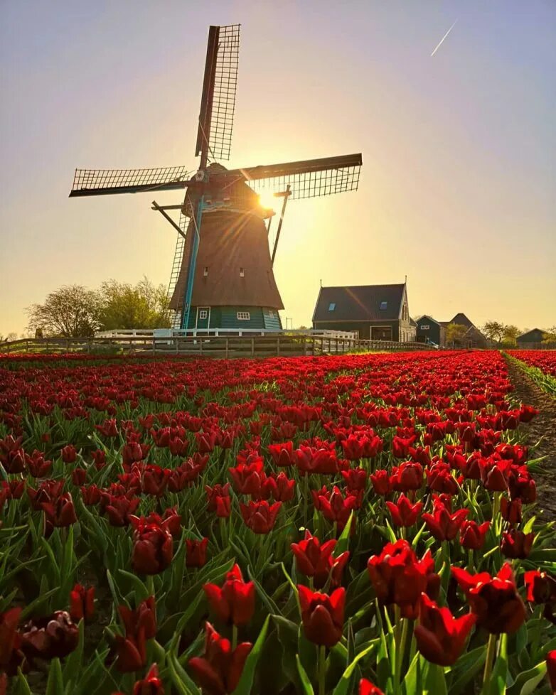 Голландия тюльпановые поля мельница. Амстердам тюльпановые поля. Амстердам тюльпаны плантации. Голландия столица тюльпанов.