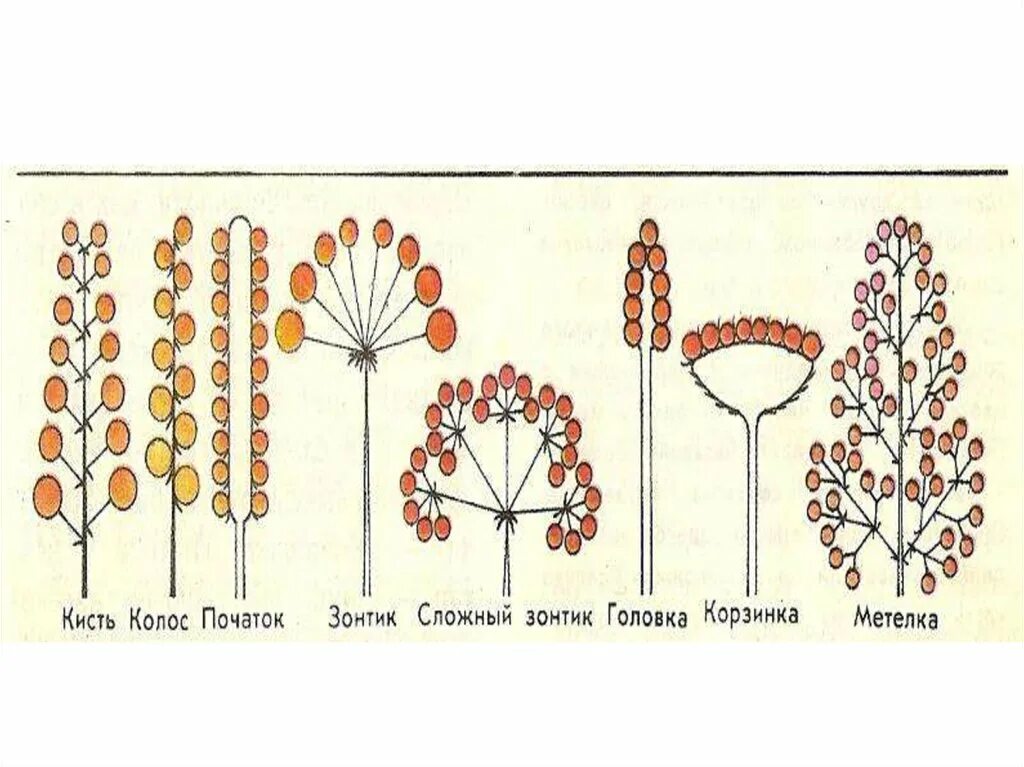 Соцветие метелка схема. Схема соцветий кисть , Колос,початок. Соцветия метелка зонтик Колос. Сложные соцветия сложный зонтик. Сложный початок