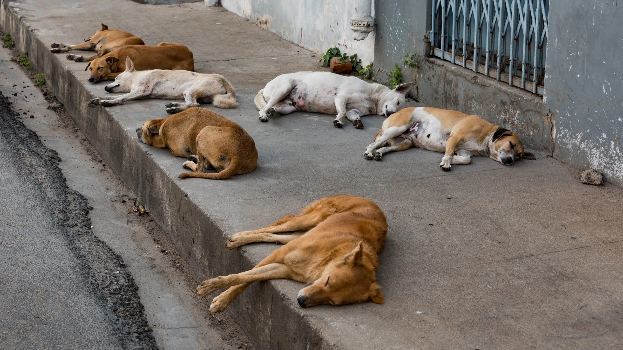 Бездомные собаки. Бродячие собаки. Стая бродячих собак. Бездомные животные в городе.