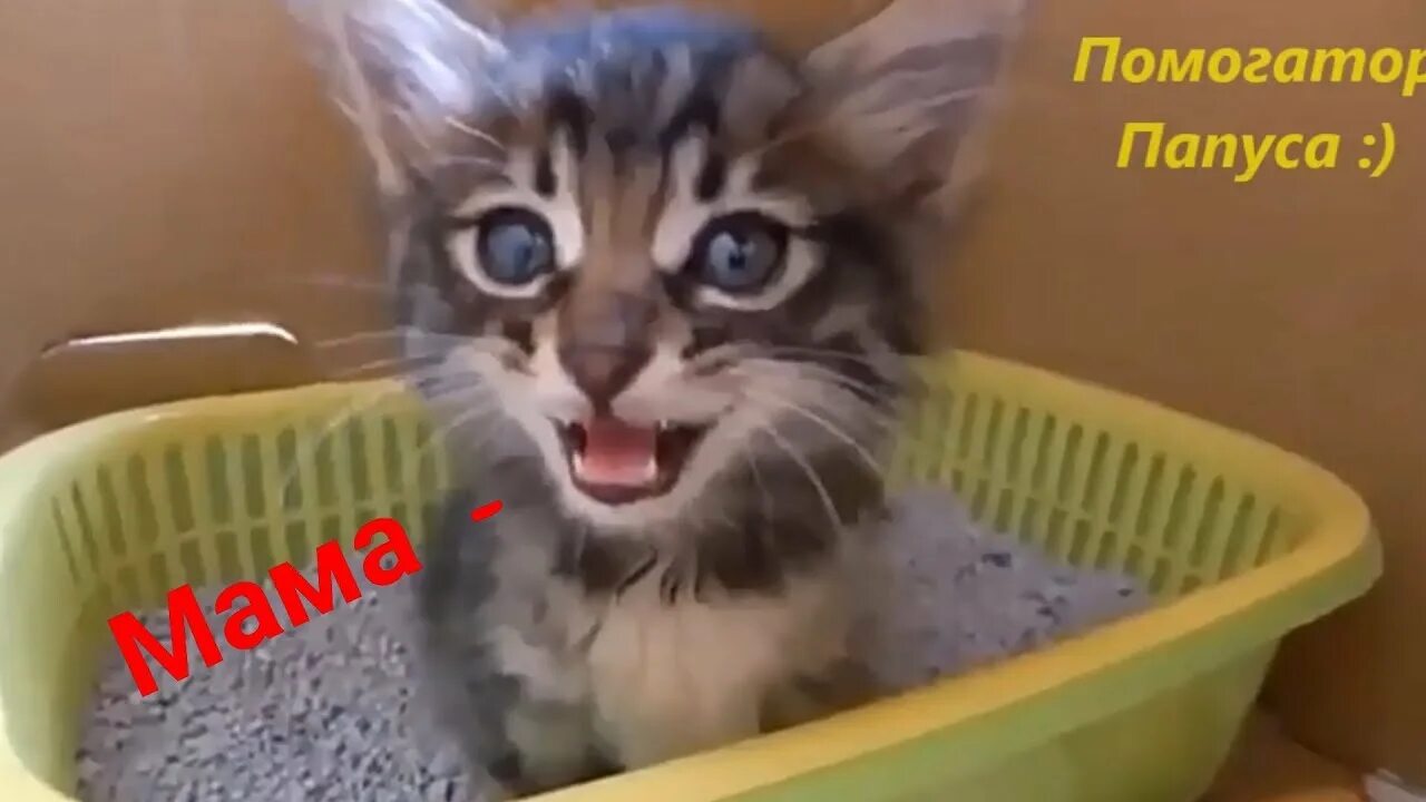 Мяуканье котят Kittens Meowing. Звуки кошек для кота слушать. Жалобное мяуканье котенка слушать.