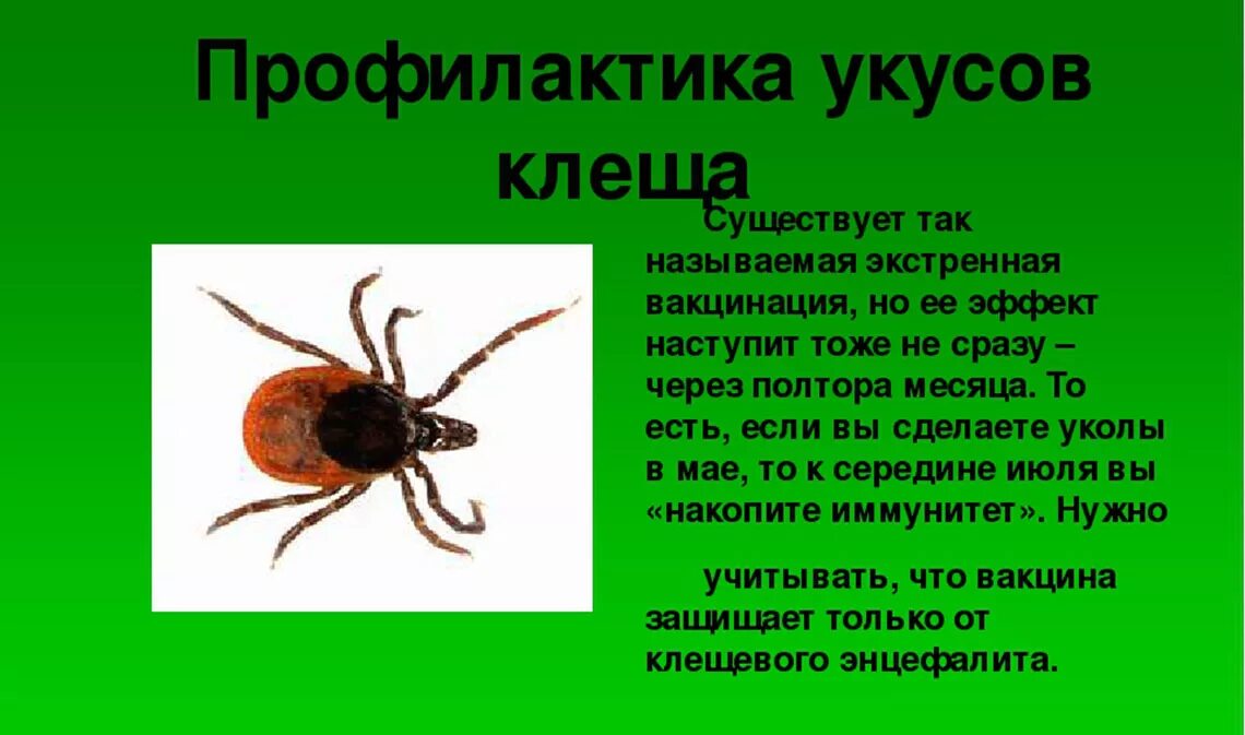 Какие симптомы при укусе энцефалитного клеща. Укус энцефалитного клеща.