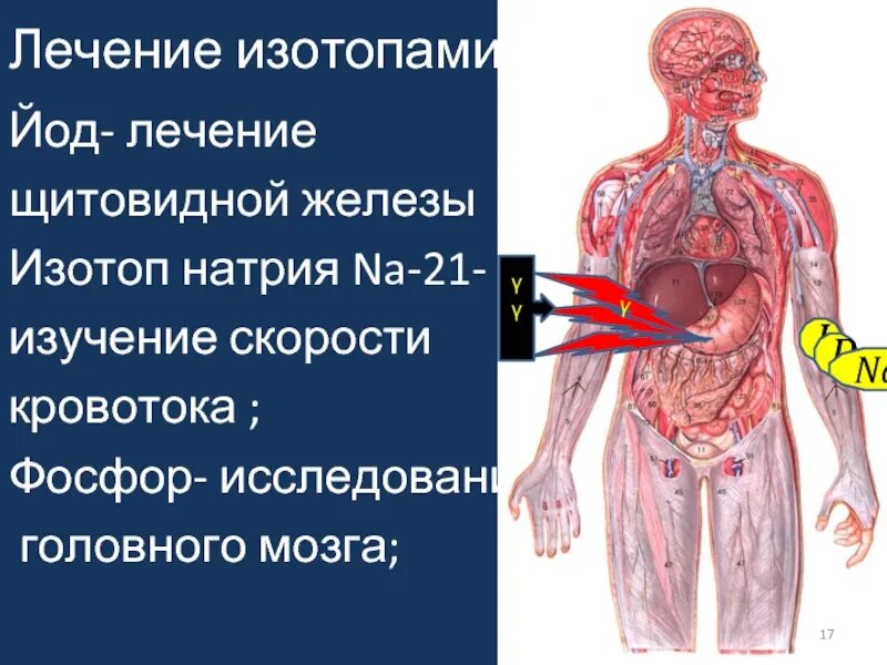 Радиоактивный натрий. Радиоактивные изотопы натрия. Шесть радиоактивных изотопов натрия. Изотоп натрия в медицине. Изотоп 131