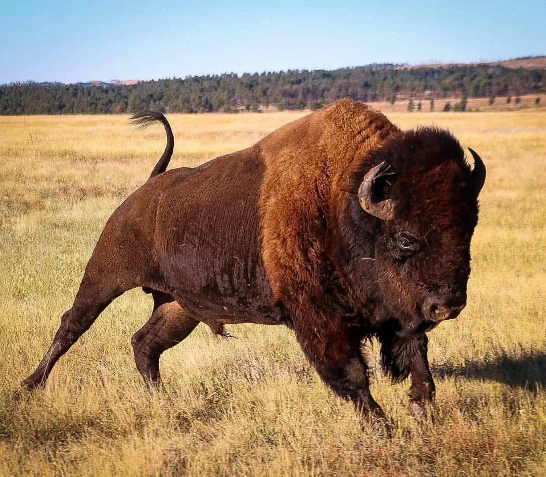 Лесной Бизон Северной Америки. Бизон (Bison Bison). Бизон Буффало. Короткорогий Бизон. Бизон бык