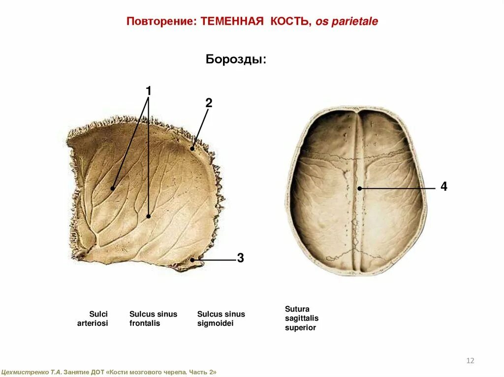 Теменная кость (os parietale). Борозды теменной кости. Теменная кость черепа. Борозда верхнего сагиттального синуса теменной кости.