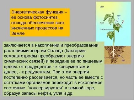 Энергетических растений