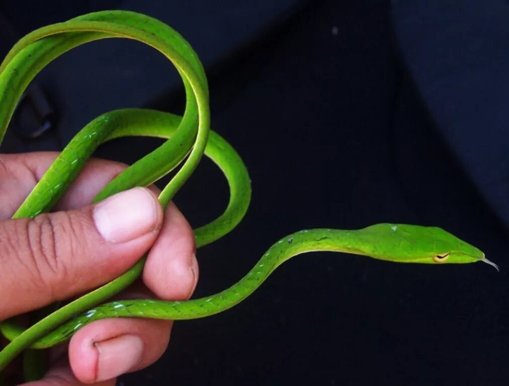 Ahaetulla prasina. Длиннорылая плетевидка. Змея плетевидка. Виноградная змея (длиннорылая плетевидка).
