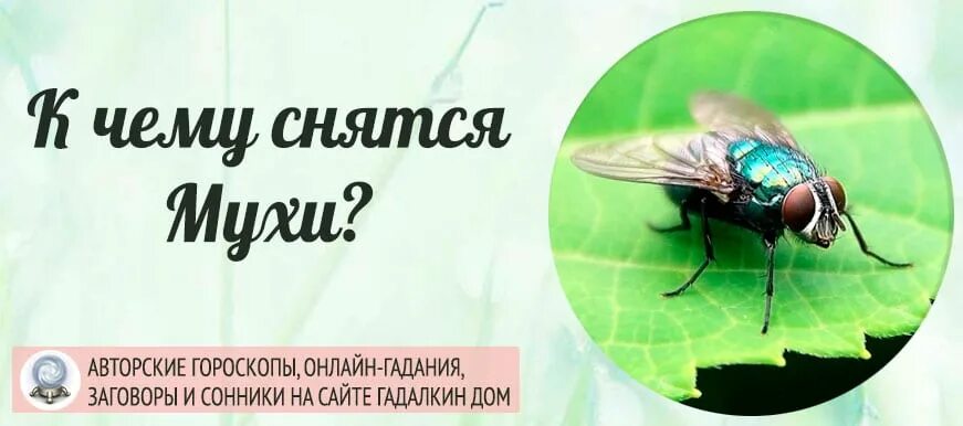 Сонник толкование снов много мух. К чему снятся мухи. мухи во сне к чему снится. к чему снятся мухи во сне женщине. к чему снятся мухи в большом количестве.