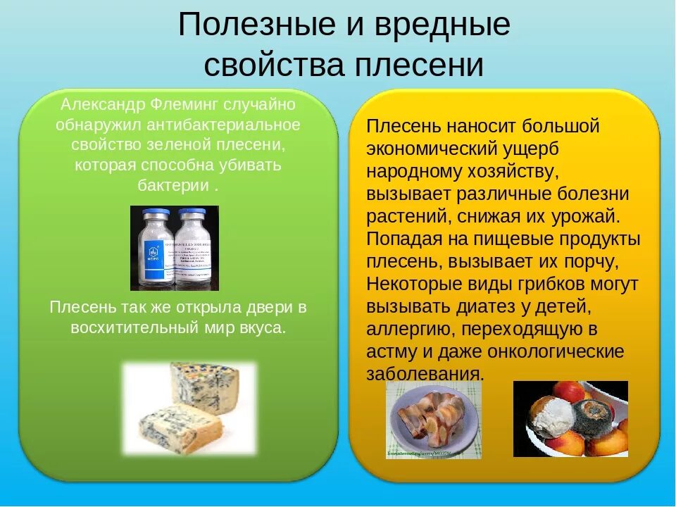 Какой вред наносят плесневые. Вред и польза плесени. Вред и польза плесневых грибов. Свойства плесени. Вред от плесневых грибов.