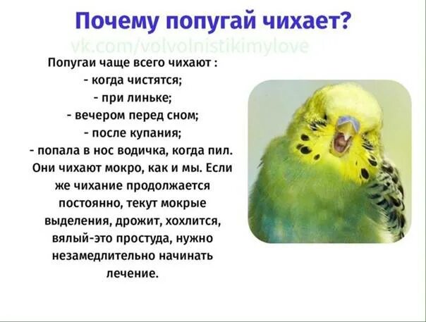 Волнистый попугай чихает. Почему попугай. Почему попугай постоянно чихает. Почему попугай чихает волнистый.