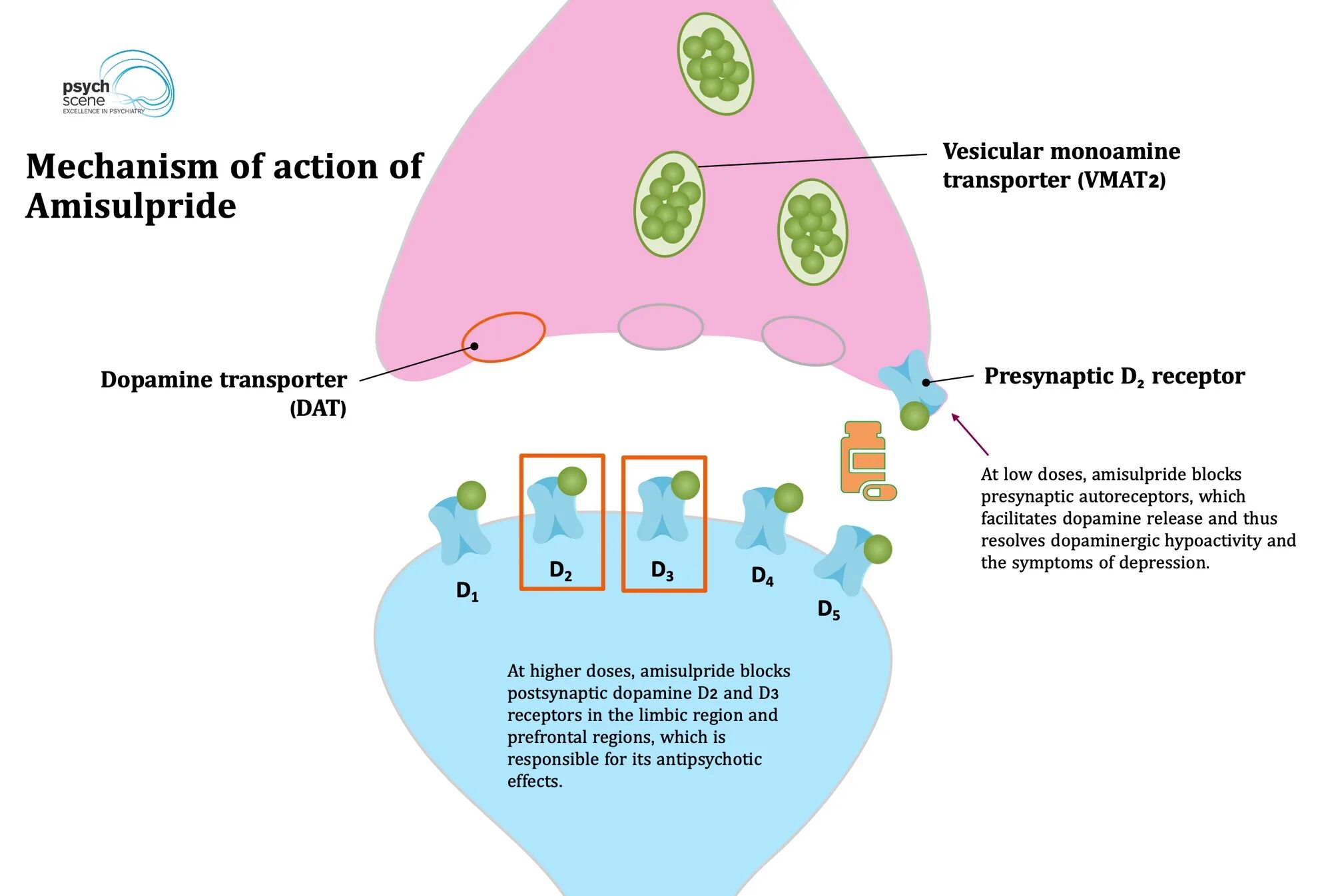 Mechanism of action. Trypsin mechanism of Action. Macrolids mechanism of Action. Mechanism of Action of paclitaxel. Mechanism of Action of ethambutol.