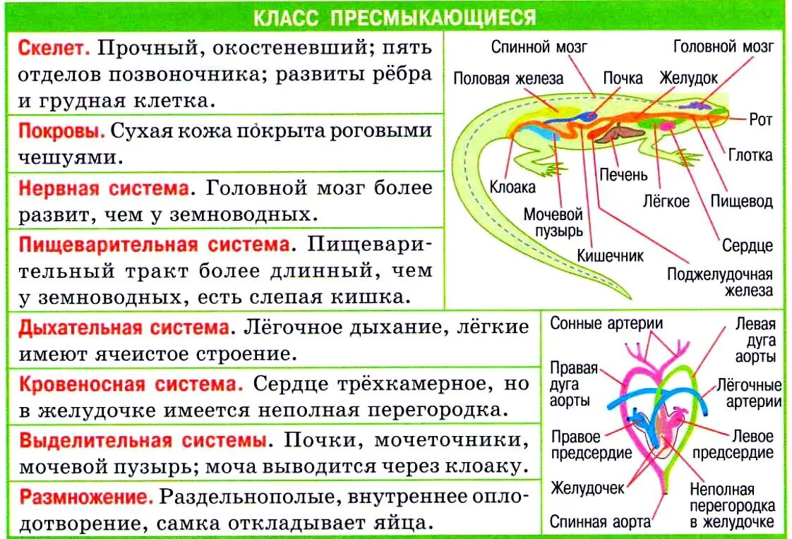 Заполните таблицу рептилии. Внутреннее строение рептилий таблица. Система органов пресмыкающихся таблица 7 класс биология. Система органов пресмыкающихся таблица 7 класс. Строение систем органов рептилий.