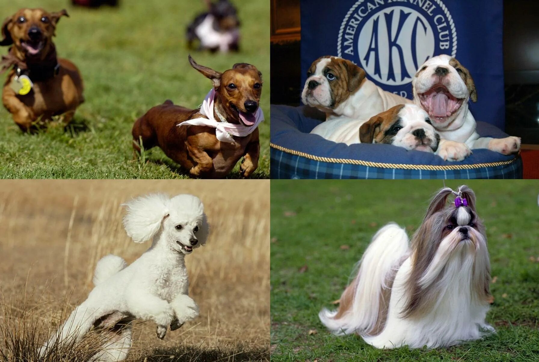 Породы собак похожие на бульдога. Самые распространенные породы. Померанский шпиц бадди. Немецкий дог по кличке зевс. Самые популярные породы собак в мире.