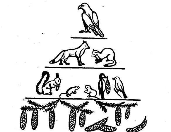 Экологическая пирамида рисунок. Экологическая пирамида Элтона. Экологическая пирамида чисел Элтона. Пирамида биомассы по н ф Реймерсу 1990. Упрощенная схема пирамиды ч. Элтона (по г. а. Новикову, 1979).