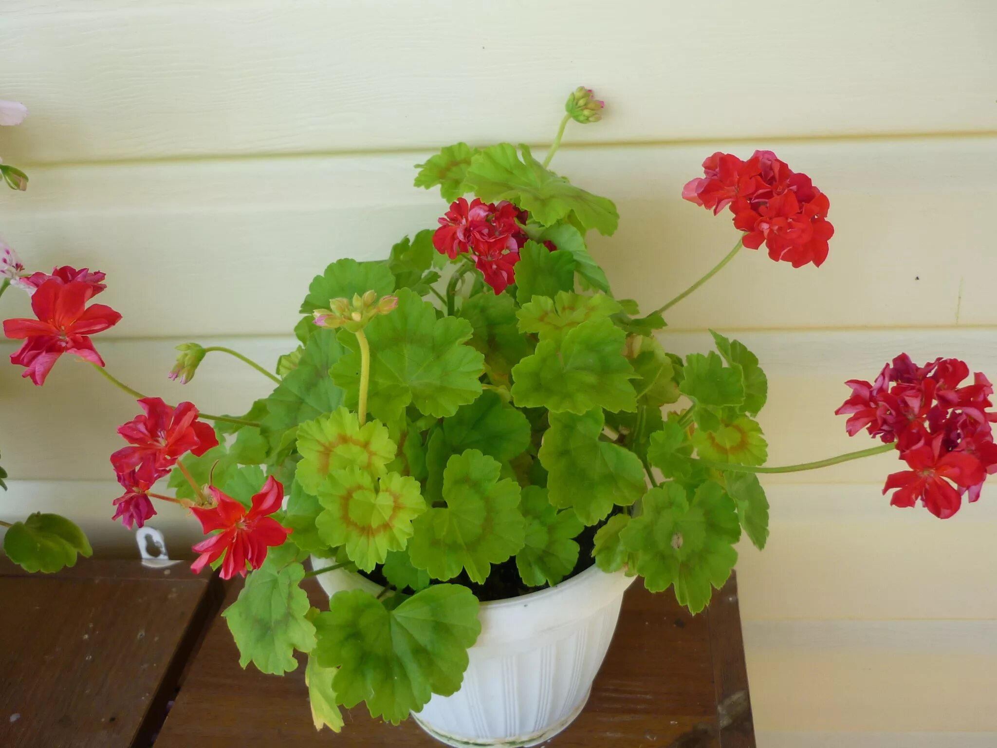 Пеларгония Scarlet Pimpernel. Пеларгония Королевская Scarlet Pimpernel. Пеларгония Pelargonium Alm Geranien Scarlet. Пеларгония карлики. Карликовая герань