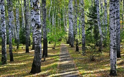 Березовая роща в сентябре