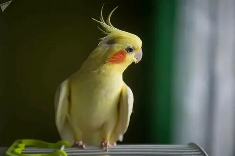 Корелла цветок