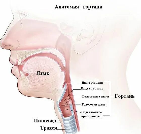 Химиотерапия горла. Анатомия гортаноглотки. Подскладочный отдел гортани анатомия.