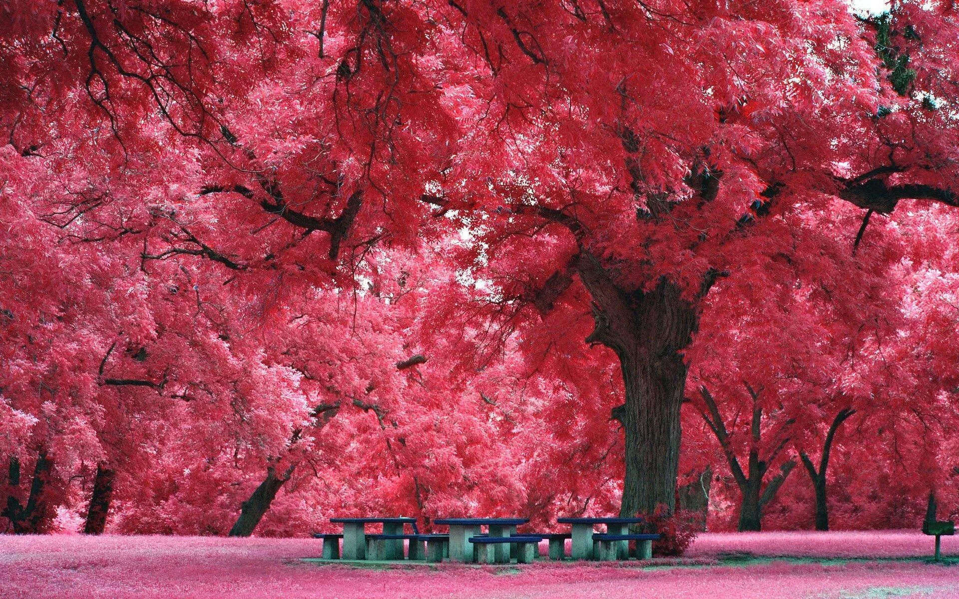 Что такое сакура дерево. Сакура черри блоссом дерево. Pink черри блоссом дерево деревья парк. Сакура цветение сад. Япония дерево Сакура.