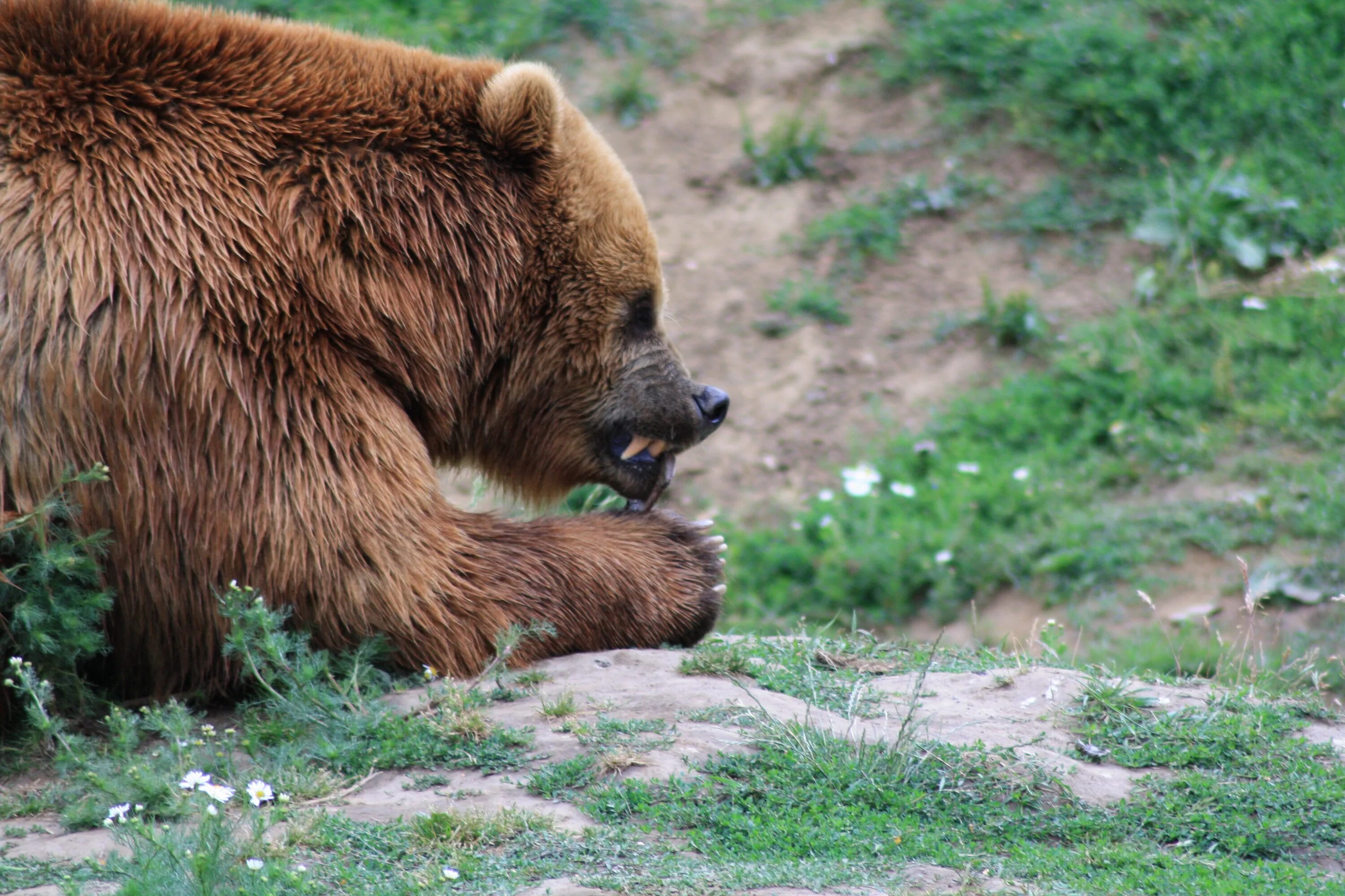 Бурый медведь Алтайского края. Бурый медведь Алтай. Медведь в Алтайском крае. Тяньшяманский бурый медведь. Дикие животные островов