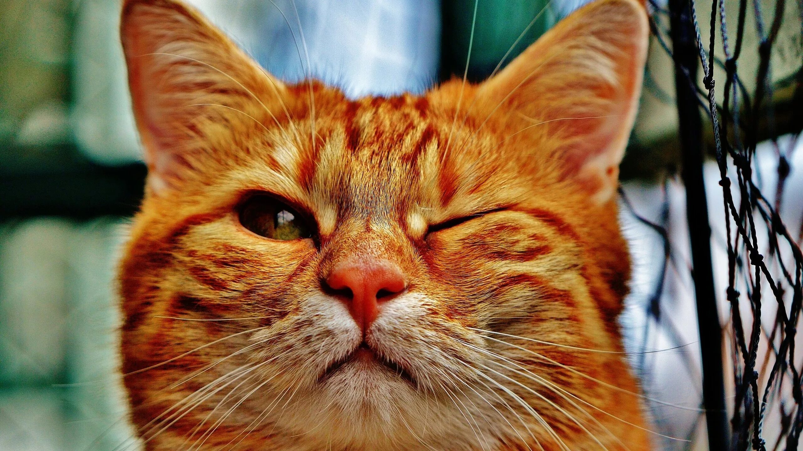 Рыжий кот режим работы. Рыжий кот режим работы