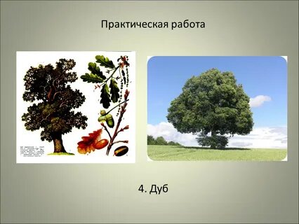 Работа дуба