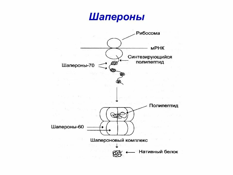 Шапероны биохимия строение. Шапероны структура. Белки шапероны биохимия. Молекулярные шапероны функции. Процессинг синтез