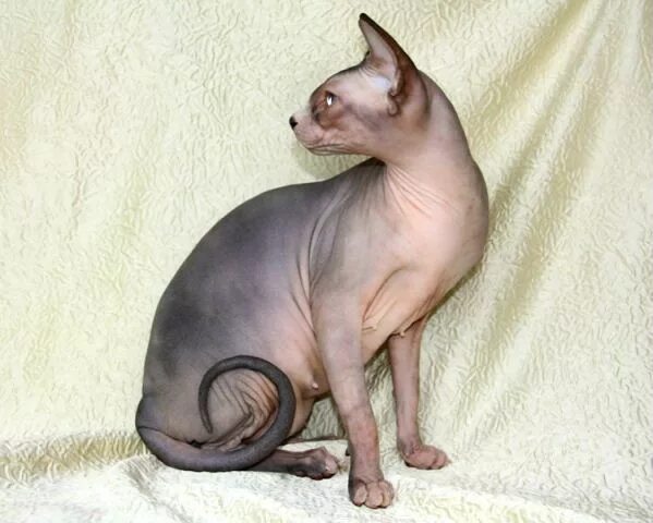 карликовый о донской сфинкс. кошка без шерсти. хвост лысой кошки. лысая кошка сфинкс котенок. хвост лысой кошки.