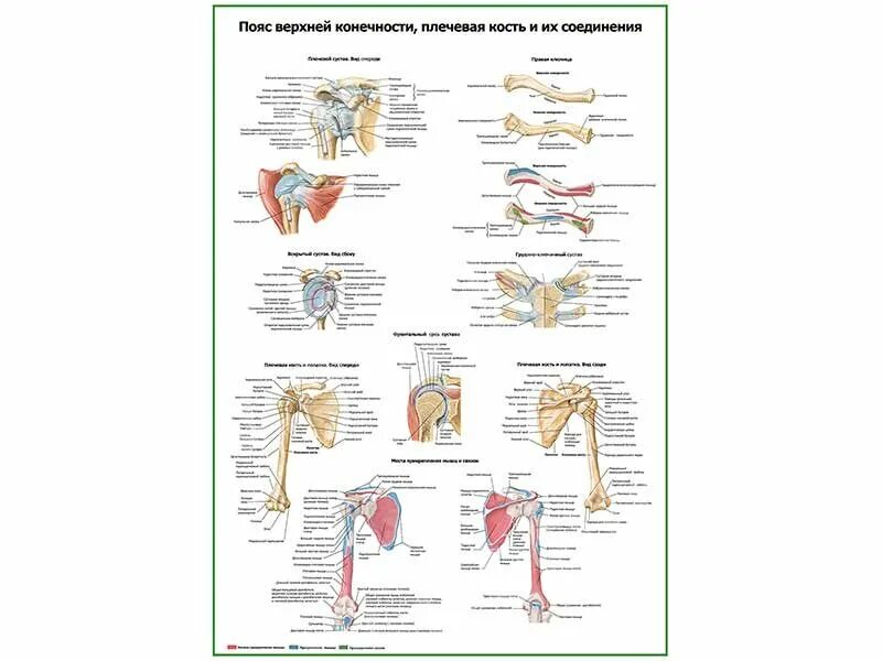 Соединения пояса верхней конечности. Соединение костей плечевого пояса. Кости пояса верхней конечности и их соединения. Соединения плечевого пояса и верхних конечностей.
