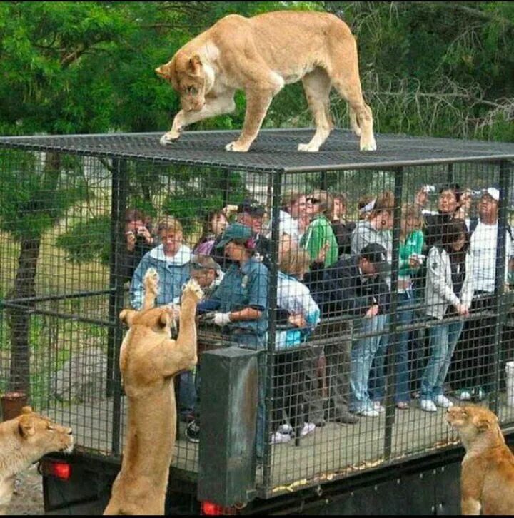 Где есть животных