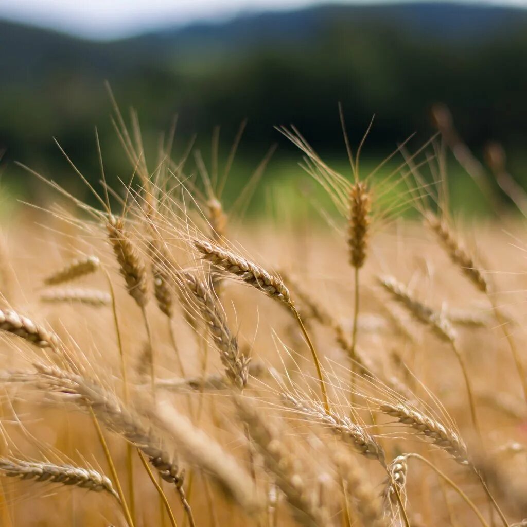 зерновые культуры. сорт эммер пшеница. злаки зерна. зерновые 2013. зерновые и масленичные культуры.