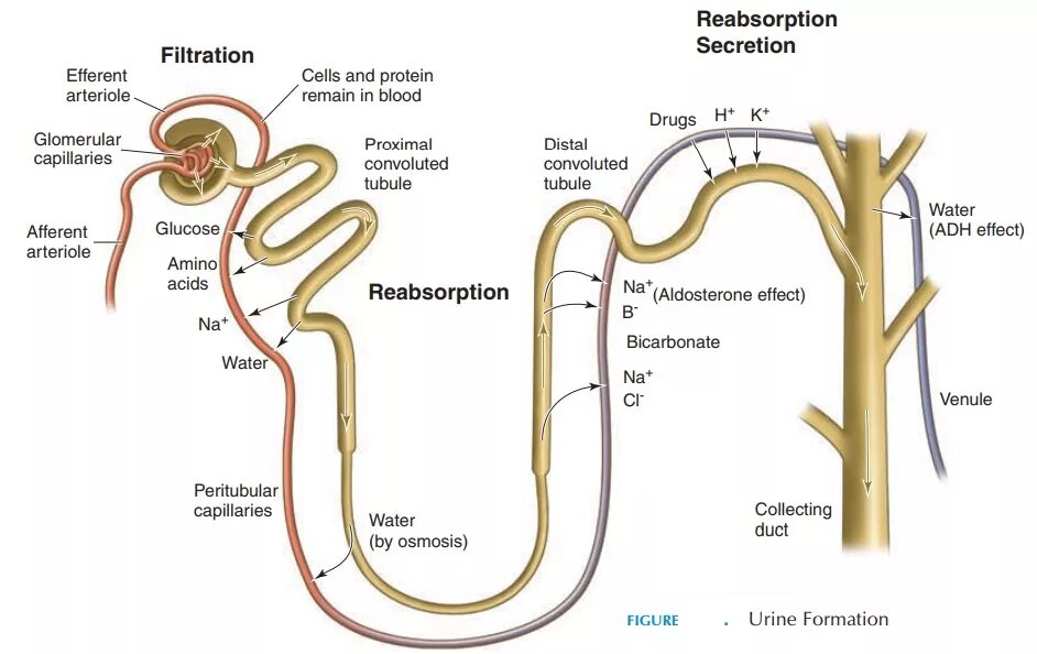 Nephron and urine formation. Urine formation. Mechanism of urine formation. Осмос в нефроне.