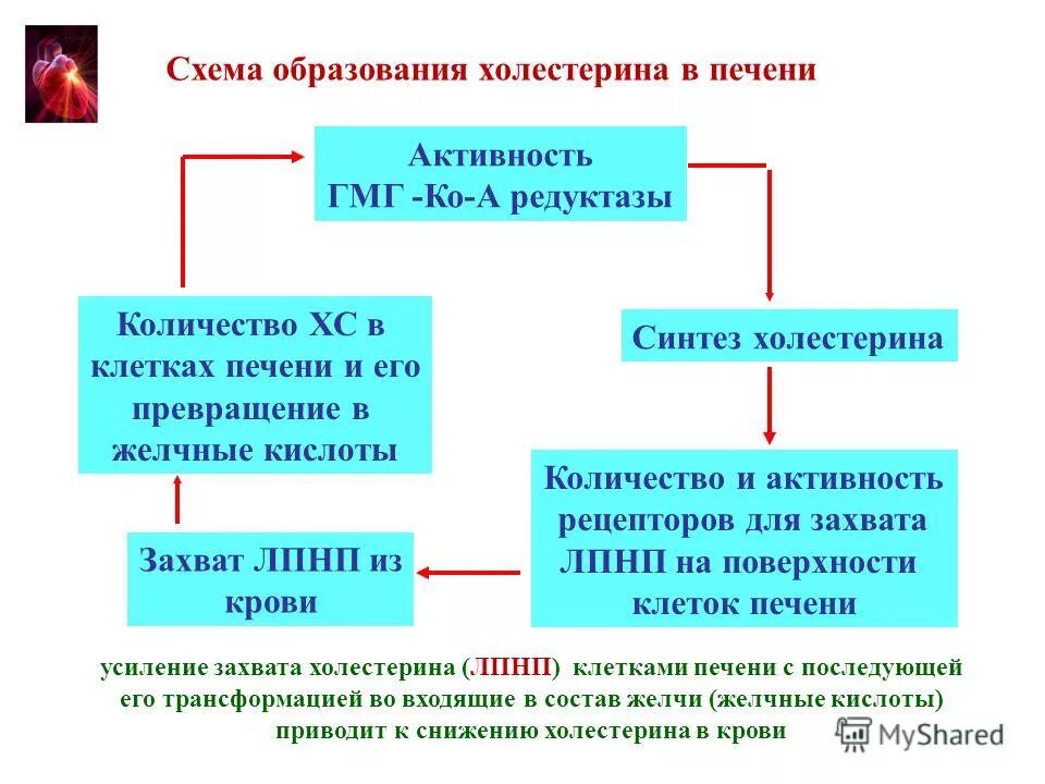 В клетках печени образуются. Механизм образования холестерина в печени. Схема образования холестерина. Синтез холестерина в печени схема. Схема образования холестерола.