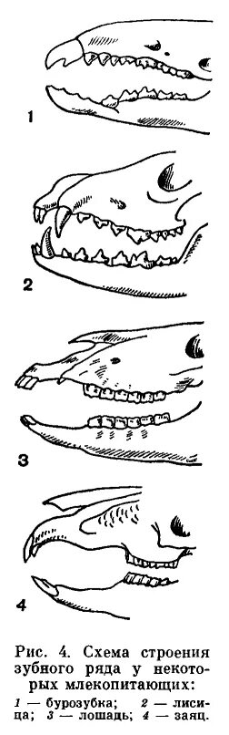 Зубная система млекопитающих анатомия. Зубная система насекомоядных млекопитающих. Зубная формула китообразных млекопитающих. Строение зубной системы млекопитающих. Зубная формула насекомоядных