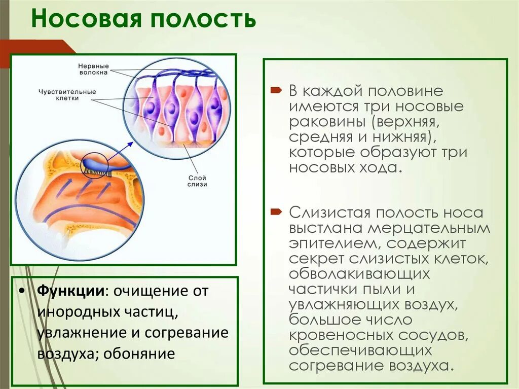 Защитная функция полости носа. Возрастные особенности полости носа. Какие функции выполняет носовая полость.