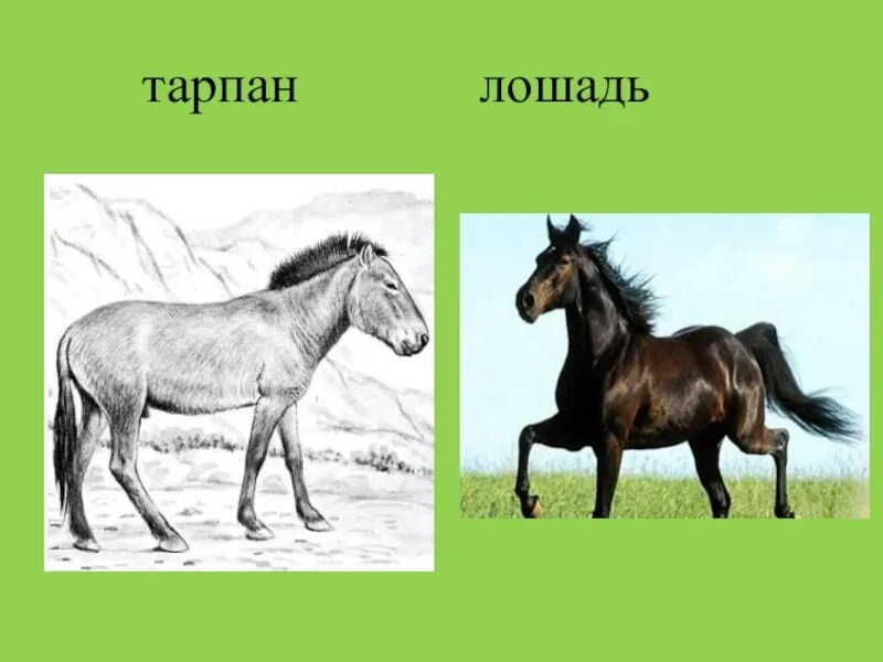 Тарпан предок лошади. Тарпан, европейская Степная лошадь. Тарпан вымерший. Одомашнивание лошадь Тарпан. Тарпан лошадь