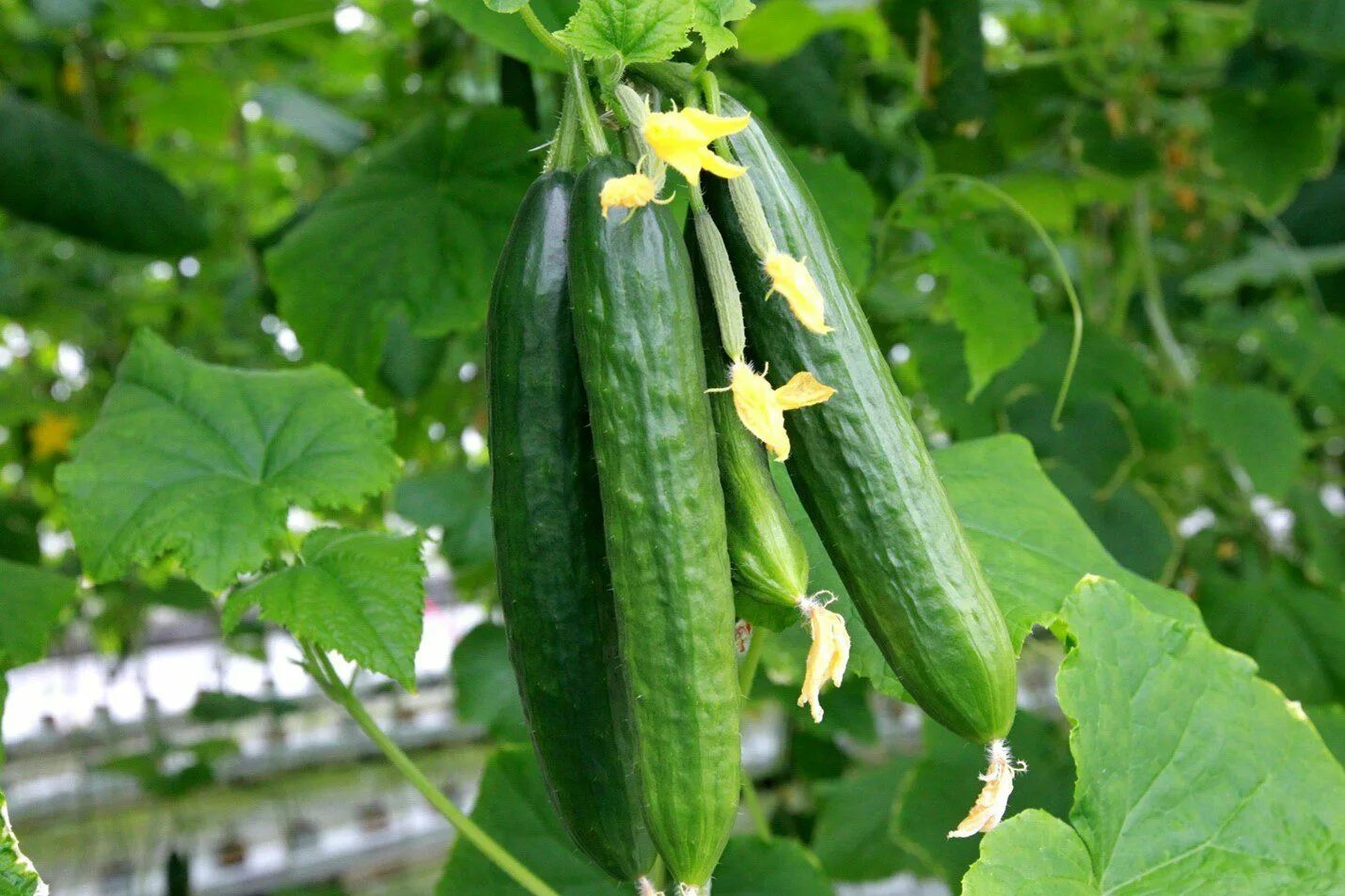 Cucumber growing