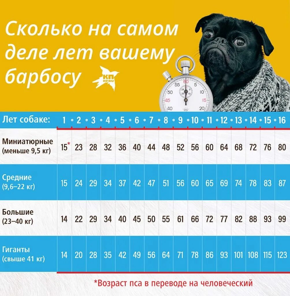 Сколько живет тома. Как считать сколько лет собаке по человеческим меркам. Собаке 2.5 года сколько по человеческим меркам. Возраст собаки по человеческим меркам таблица. Возраст собаки по человеческим меркам таблица дворняга.