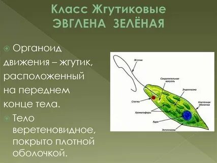 Передвигается с помощью жгутика ответ