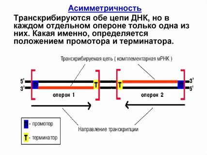 Асимметричность